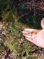 Dillwynia tenuifolia