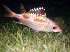 Neoniphon sammara