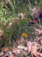 Dillwynia tenuifolia