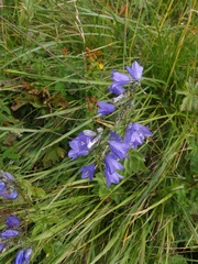 Campanula rhomboidalis