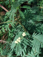 Acacia parvipinnula