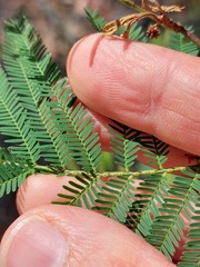 Acacia parvipinnula
