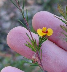 Dillwynia tenuifolia
