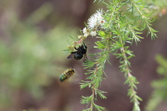 Xylocopa bombylans