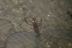 Macrobrachium lanchesteri