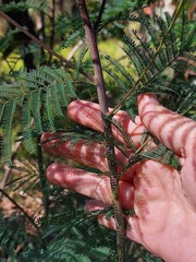 Acacia parvipinnula