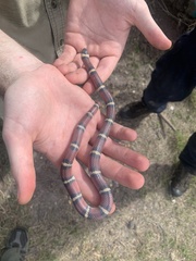 Lampropeltis annulata