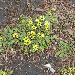 Arctotheca calendula