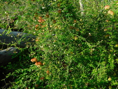 Cardiospermum halicacabum