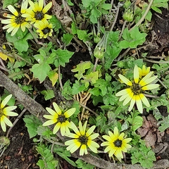 Arctotheca calendula