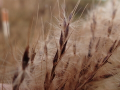 Saccharum brevibarbe