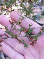 Dillwynia tenuifolia