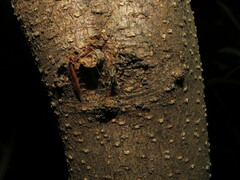 Drapetisca alteranda