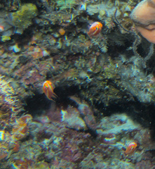 Trimma caudomaculatum