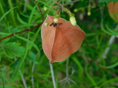 Cardiospermum halicacabum