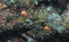 Trimma caudomaculatum