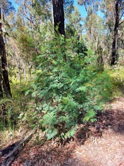 Acacia parvipinnula