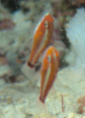 Trimma caudomaculatum