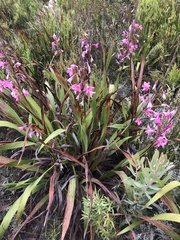 Watsonia borbonica