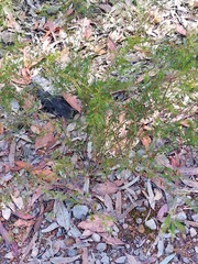 Dillwynia tenuifolia