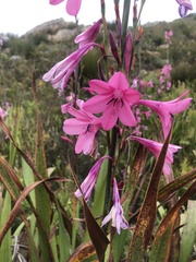 Watsonia borbonica