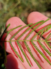 Acacia parvipinnula