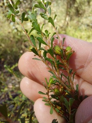 Pultenaea parviflora