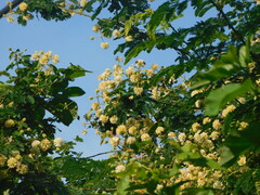 Senegalia polyphylla