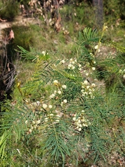 Acacia parvipinnula