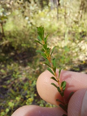 Pultenaea parviflora