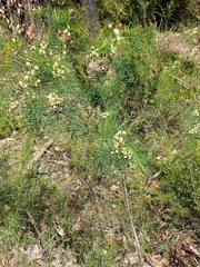 Acacia parvipinnula