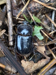 Trichogomphus mongol