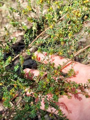 Pultenaea parviflora