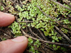 Callitriche muelleri