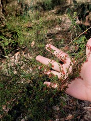 Pultenaea parviflora