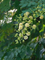 Senegalia polyphylla