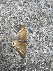 Lethe syrcis