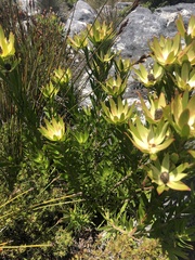 Leucadendron strobilinum