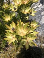 Leucadendron strobilinum