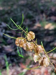 Dodonaea falcata