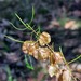 Dodonaea falcata - Photo (c) David,  זכויות יוצרים חלקיות (CC BY-NC), הועלה על ידי David