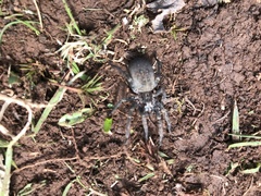 Mituliodon tarantulinus