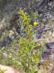 Pultenaea parviflora