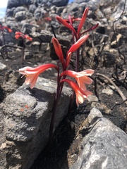 Cyrtanthus ventricosus