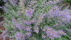 Nepeta racemosa