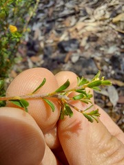 Pultenaea parviflora
