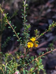 Pultenaea parviflora