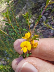 Pultenaea parviflora