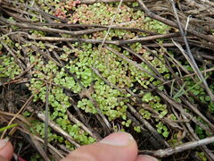 Callitriche muelleri