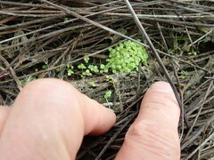 Callitriche muelleri